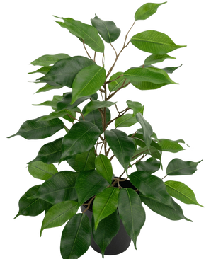 The Artificial Plant Ficus in Pot 40 cm has numerous green leaves and slender brown stems against a plain white background.