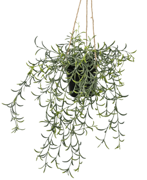 The artificial hanging plant Senecio with pot 35 cm has long, hanging green stems with banana-shaped succulent leaves in a black pot, hanging on brown rope against a white background.