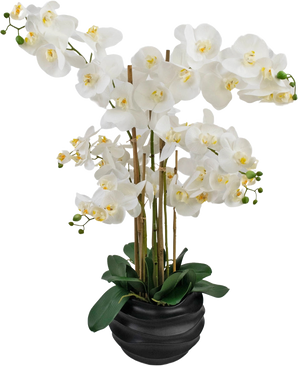 The Artificial Orchid Real Touch 85 cm white has large white orchid flowers with a yellow heart and glossy green leaves, beautifully arranged in a black ceramic pot.