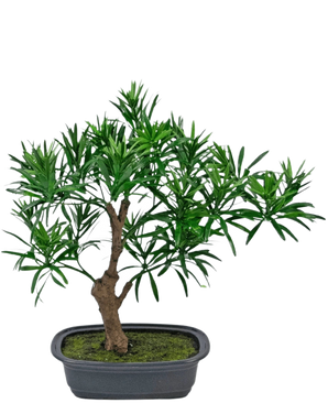The Artificial Plant Bonsai Podocarpus 30 cm has a small potted bonsai with a thick brown trunk and dense, narrow green leaves in a rectangular gray pot filled with moss soil.