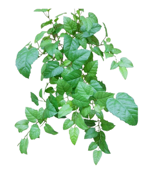 The Artificial Hanging House Vine Green 70cm has green leaves with serrated edges and visible veins on thin, branching stems, against a plain white background.