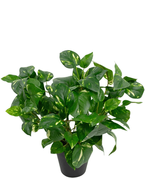 The Artificial Plant Golden Vine in Pot 40cm has lush, heart-shaped green leaves with yellow hues against a plain white background.