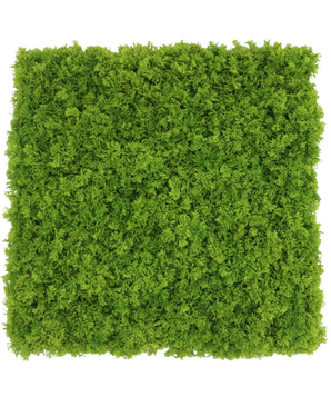 An Artificial Hedge Mountain Moss brand-resistant square panel measuring 50x50 cm with dense, vibrant green moss, viewed from above on a white background.