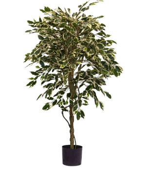 The Artificial Plant Ficus Variegated 150 cm has colorful green and white leaves and a twisted trunk, in a simple black pot against a plain white background.