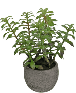 Artificial Succulent Plant