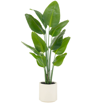 Ready-made in ornamental pot