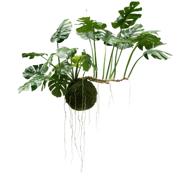 Large hanging plants