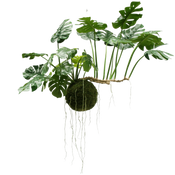 Large hanging plants