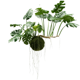 Large hanging plants