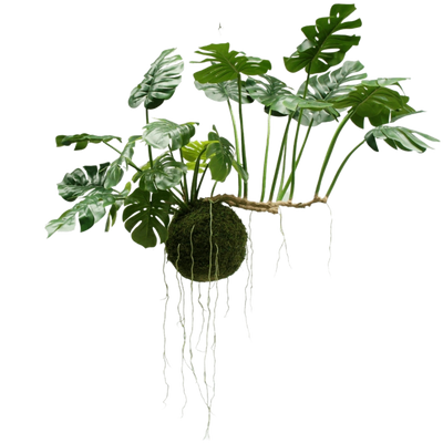 Large hanging plants