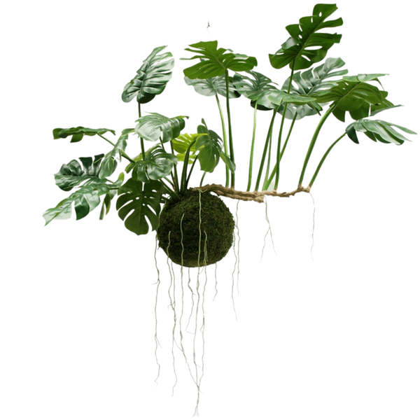 Large hanging plants