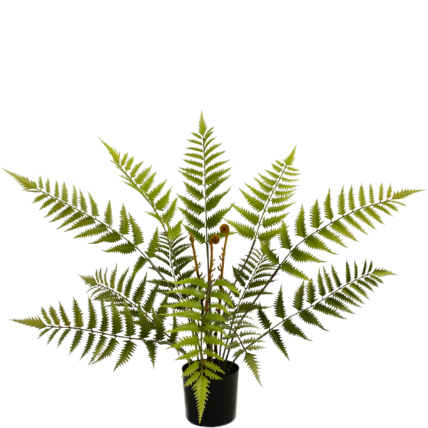 Artificial Fern