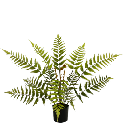 Artificial Fern