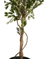 Artificial plant ficus exotica 165 cm - Easyplants Artificial Plants & Flowers
