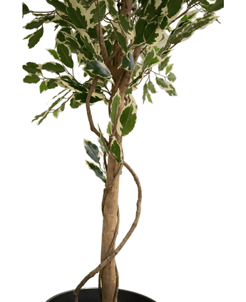 Artificial plant ficus exotica 165 cm - Easyplants Artificial Plants & Flowers