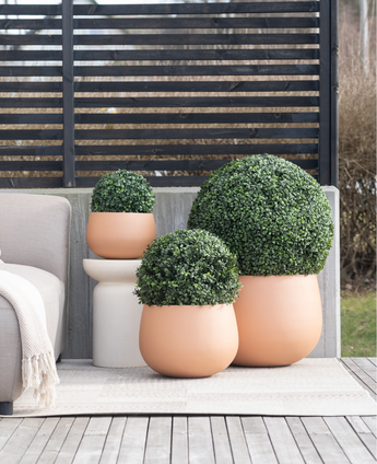 Three Artificial Boxwood roman style UV D30cm round terracotta planters with trimmed green shrubs are on a patio next to a beige outdoor sofa and a small white table, with a privacy screen with slats behind it.