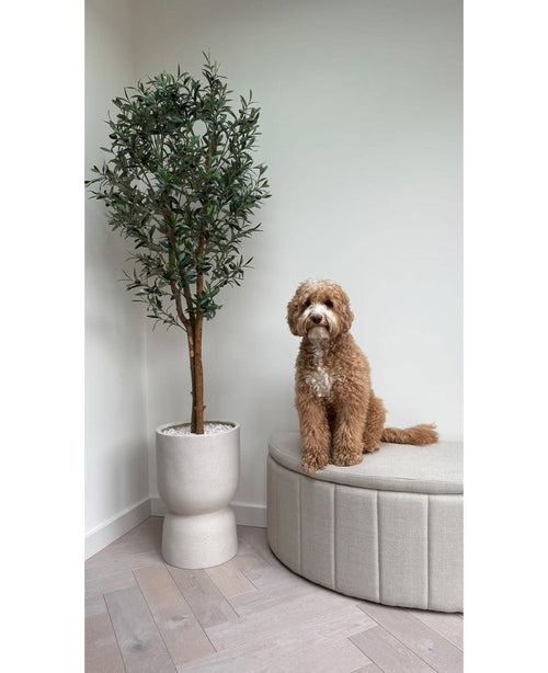 A fluffy, light brown dog sits on a beige upholstered sofa next to the Artificial olive tree UV 180 cm with green leaves, against a white wall and light wooden floor.