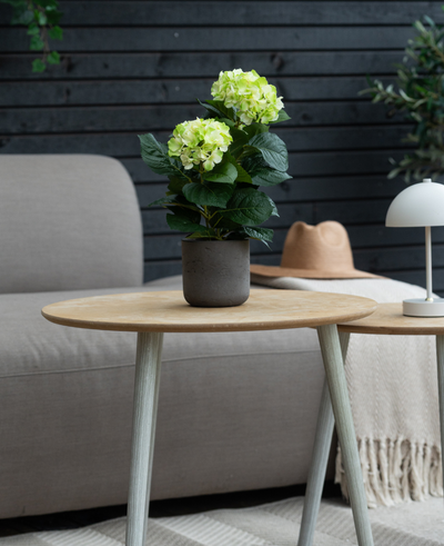 De Kunstplant Hortensia Groen UV 35 cm staat op een houten tafel voor een grijze bank, vergezeld van een beige hoed en witte lamp, met een donkere houten muur op de achtergrond.
