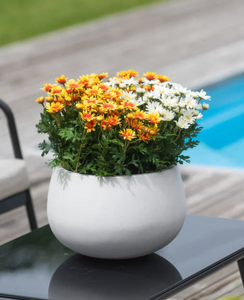An Artificial Daisy UV plant of 31 cm, with orange, yellow and white daisies in a white pot, stands on a black table next to a swimming pool with a wooden terrace.