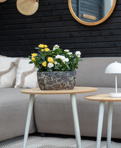 Een grijze bank met beige kussens staat achter een houten bijzettafel met de Kunstplant Mini Rose UV 35 cm geel; een kleine witte lamp staat op een kleinere tafel, met wandspiegels en decor op de achtergrond.