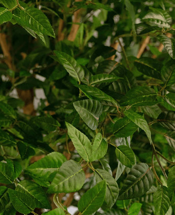 Close-up van weelderige groene bladeren aan de Kunst Appelboom van 240 cm, met zichtbare nerven en stengels, die een dichte, natuurlijke achtergrond vormen. Het licht benadrukt de textuur en de levendige kleur van het gebladerte, waardoor dit kunstboom-interieurstuk een opvallende aanvulling is op elke ruimte.