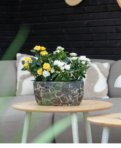 An Artificial Plant Patio Rose 35 cm cream UV stands on a wooden table in front of a gray sofa with patterned cushions, against a background of dark wooden walls.