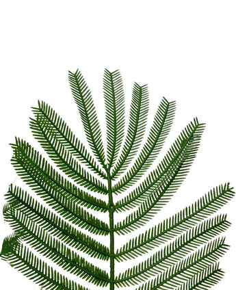 Artificial sailing plant 180 cm - Easyplants Artificial Plants & Flowers