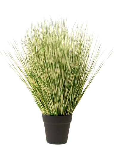De Kunst Grasplant Zebra 55 cm heeft lange, dunne groene en witte bonte grasachtige bladeren in een eenvoudige zwarte pot, tegen een effen witte achtergrond.