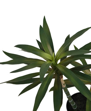 Artificial plant Yucca Gigantea 53 cm - Easyplants Artificial Plants & Flowers