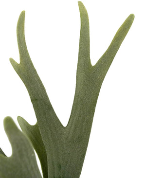 Artificial plant sailing Staghorn 43 cm - Easyplants Artificial Plants & Flowers
