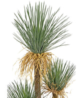 Artificial plant Yucca Deluxe 182 cm - Easyplants Artificial Plants & Flowers