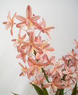 Artificial plant cymbidium 58 cm pink - Easyplants Artificial Plants & Flowers
