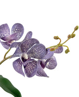 Artificial AscoConenda 50 cm Purple - Easyplants Artificial Plants & Flowers