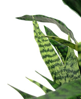 Artificial Sansevieria Zylanica 43 cm ready -made in black pot - Easyplants Artificial Plants & Flowers