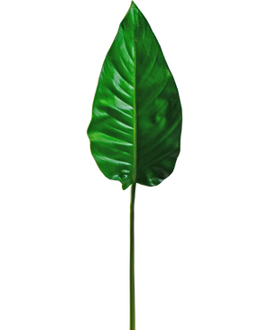 Artificial magazine Alocasia 76cm