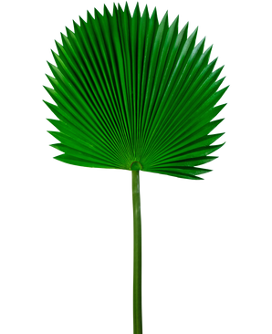 Artificial magazine Washingtonia 105cm