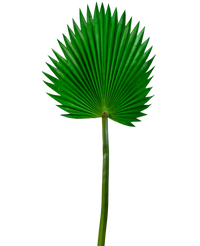 Artificial magazine Washingtonia 83cm