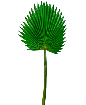 Artificial magazine Washingtonia 83cm