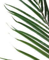 Artificial plant areca 180 cm - Easyplants Artificial Plants & Flowers