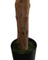 Artificial plant lungfolia 180 cm - Easyplants Artificial Plants & Flowers