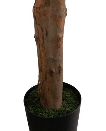 Artificial plant lungfolia 180 cm - Easyplants Artificial Plants & Flowers