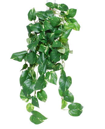 De Kunst hangplant Golden Vine Deluxe 80 cm heeft overhangende, hartvormige groene bladeren met gele schakeringen op een witte achtergrond.