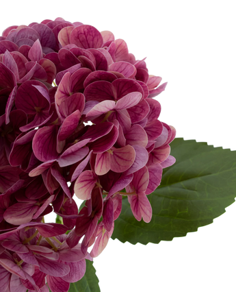 Artificial flower Charlotte Hortensia Real Touch Purple 49 cm - Easyplants Artificial Plants & Flowers
