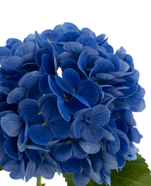 Artificial flower Charlotte Hortensia Real Touch Blue 49 cm
