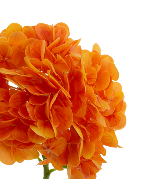 Artificial flower Charlotte Hortensia Real Touch Orange 49 cm