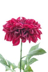 Artificial flower Dahlia Real Touch Purple 72 cm - Easyplants Artificial Plants & Flowers