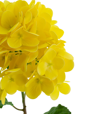 Artificial flower Hortensia Real Touch Yellow 58 cm