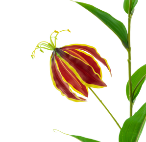 Artificial flower gloriosa real touch red 75 cm