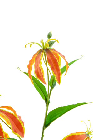 Artificial flower gloriosa real touch orange 75 cm