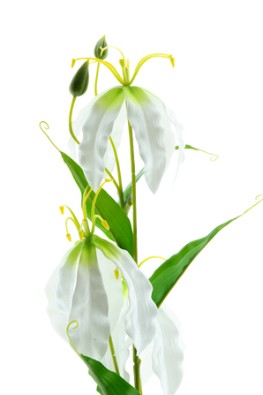 Artificial flower gloriosa real touch white 75 cm
